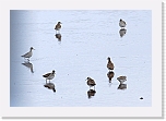 lapinsirri Temminck's Stint 0414 * 2064 x 1429 * (1.38MB)